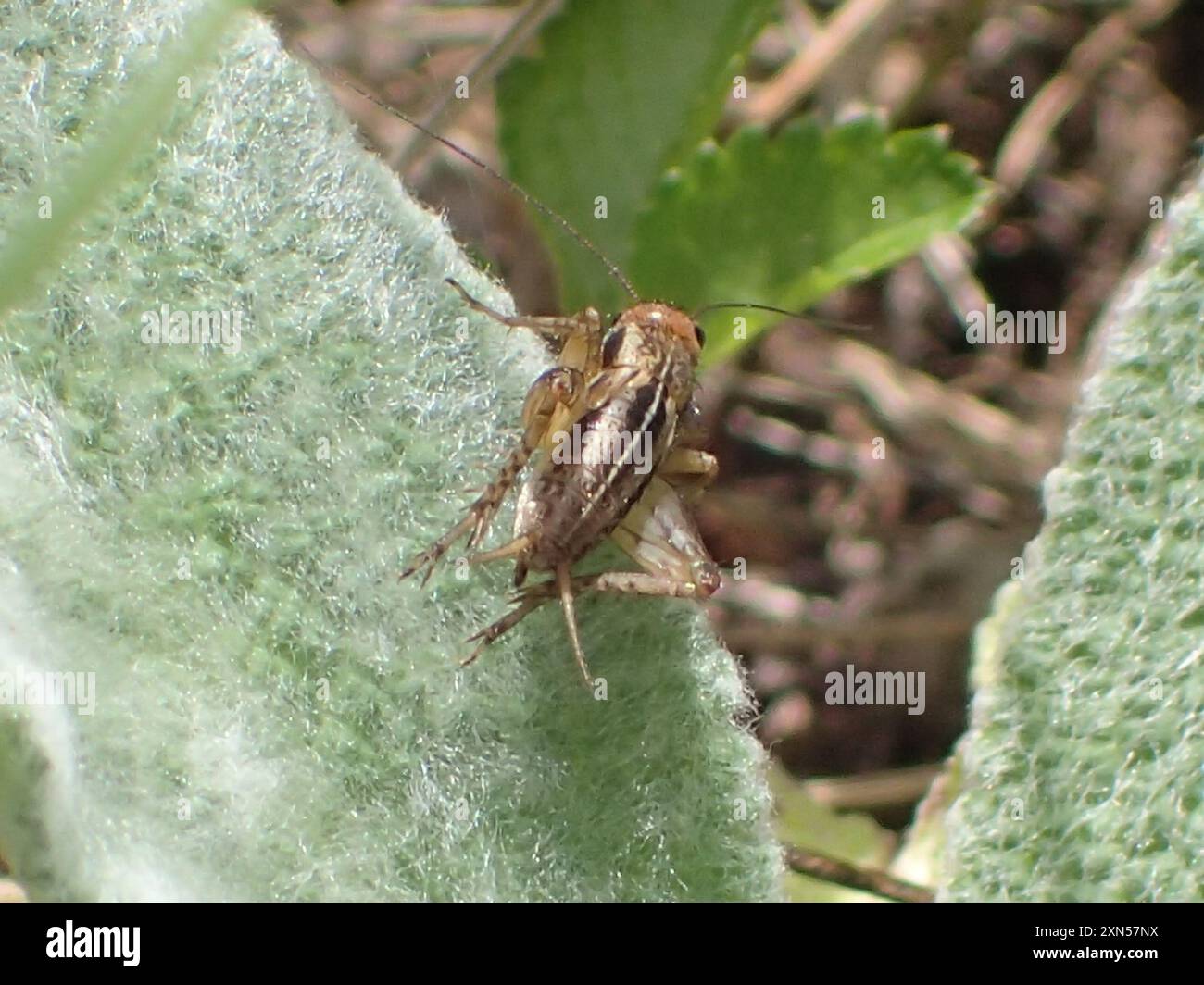 Robust Ground Crickets (Allonemobius) Insecta Stock Photo - Alamy