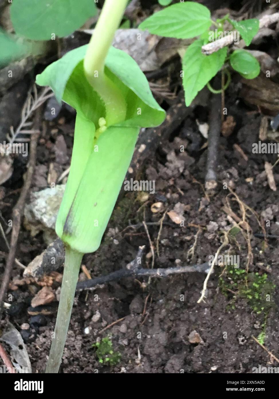 green dragon (Arisaema dracontium) Plantae Stock Photo - Alamy