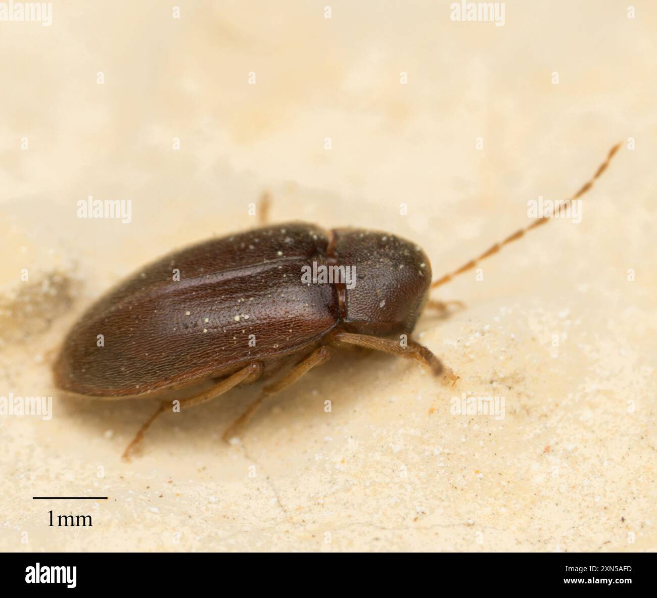 Toe-winged Beetles (Ptilodactylidae) Insecta Stock Photo - Alamy