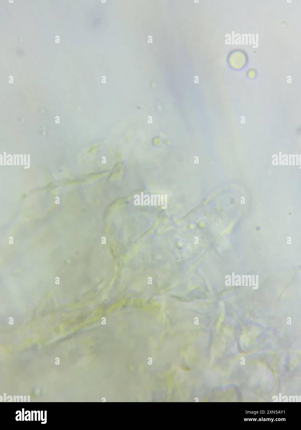 contorted pipe club (Macrotyphula contorta) Fungi Stock Photo - Alamy