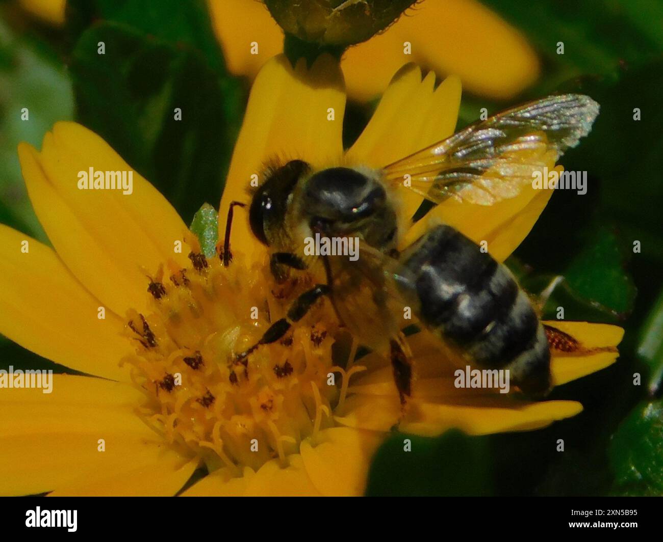 Western Honey Bee (Apis mellifera) Insecta Stock Photo - Alamy