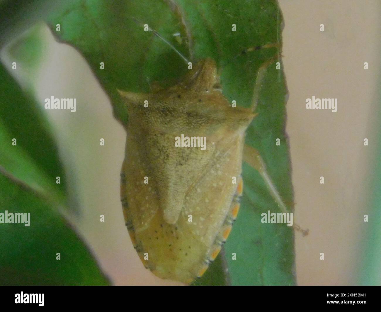 Neotropical Red-shouldered Stink Bug (Thyanta perditor) Insecta Stock ...