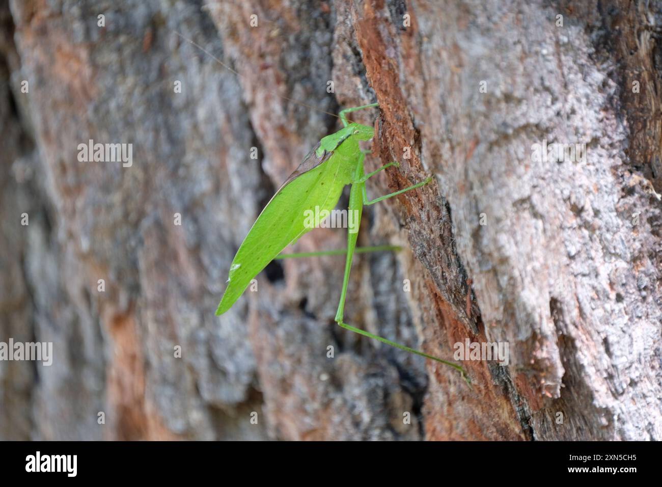 Round-headed Katydids (Amblycorypha) Insecta Stock Photo - Alamy