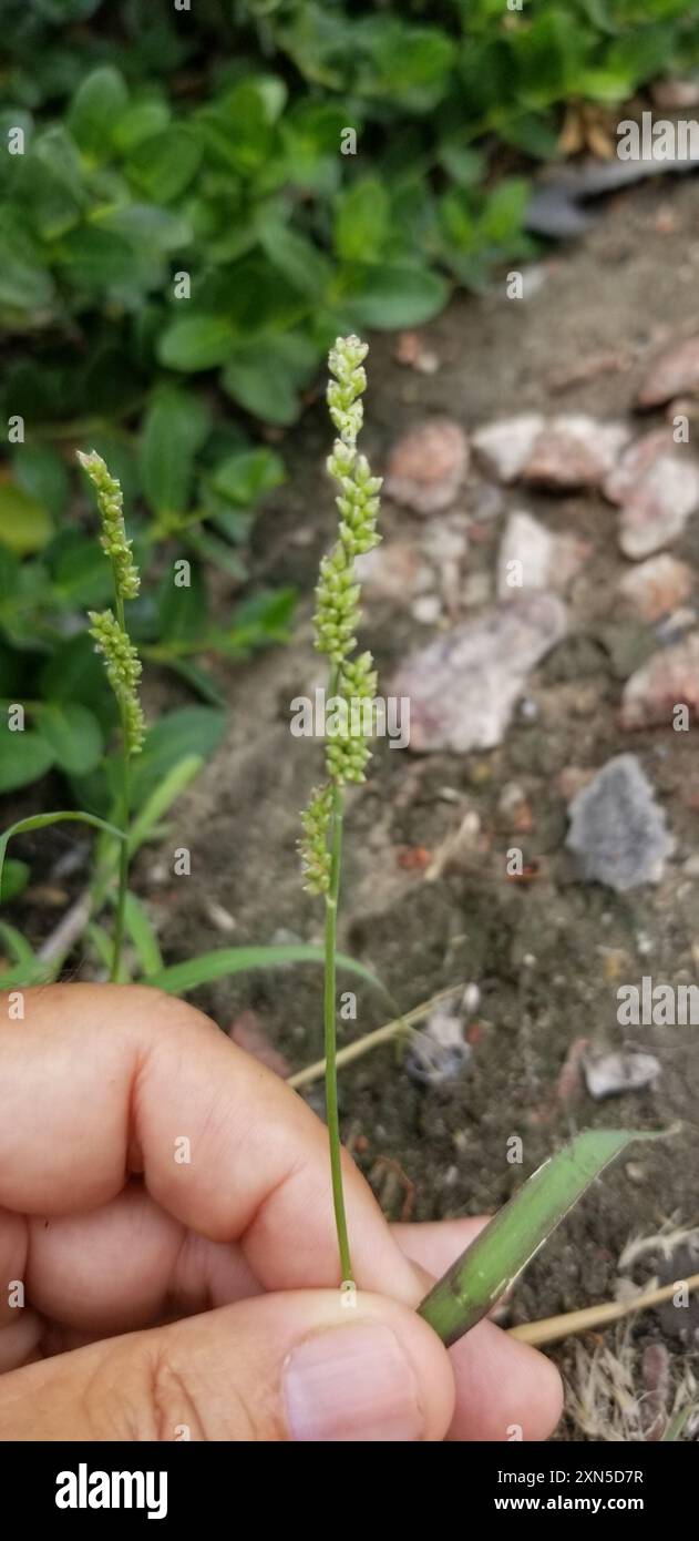 Jungle Rice (Echinochloa colonum) Plantae Stock Photo - Alamy