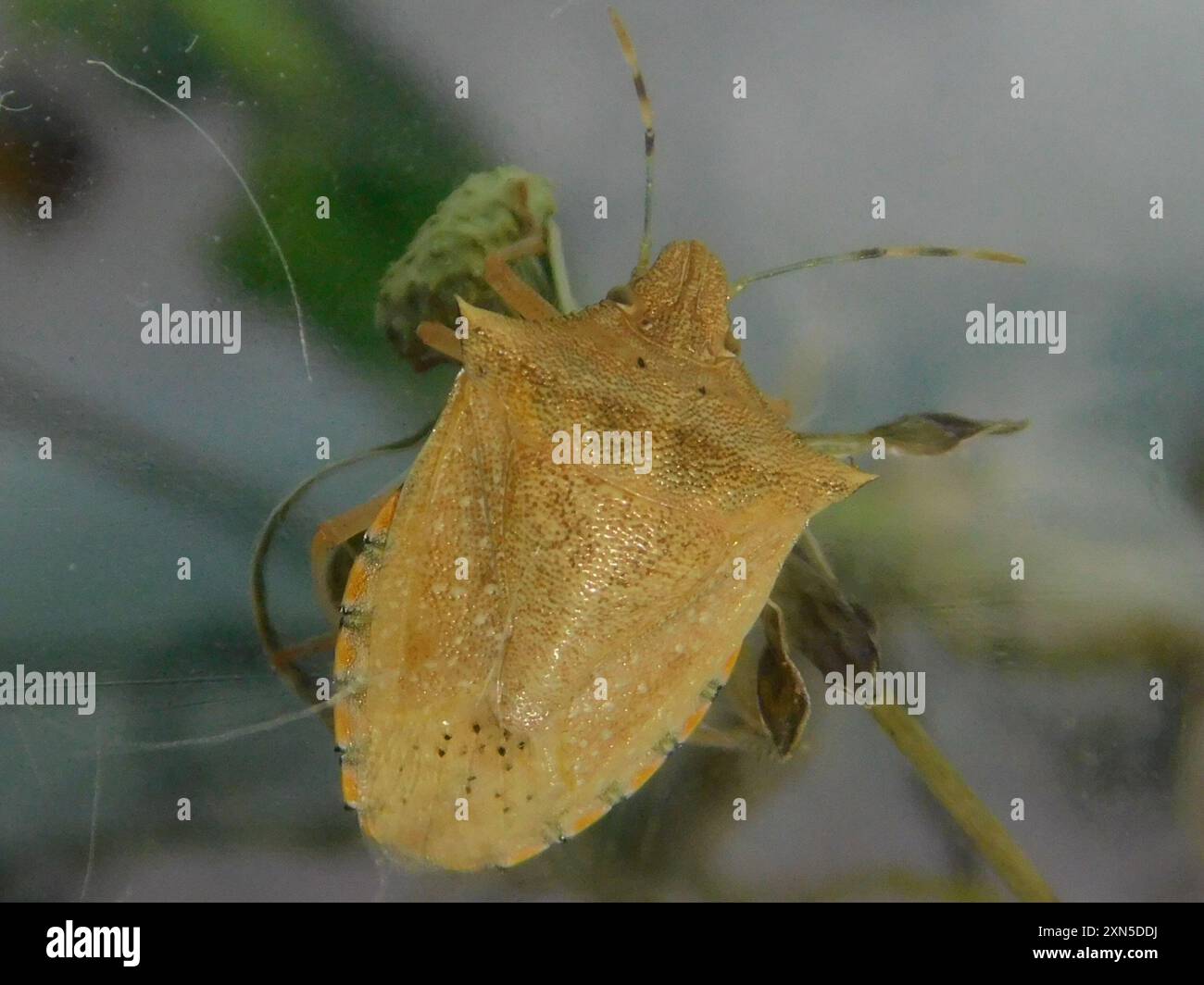 Neotropical Red-shouldered Stink Bug (Thyanta perditor) Insecta Stock ...
