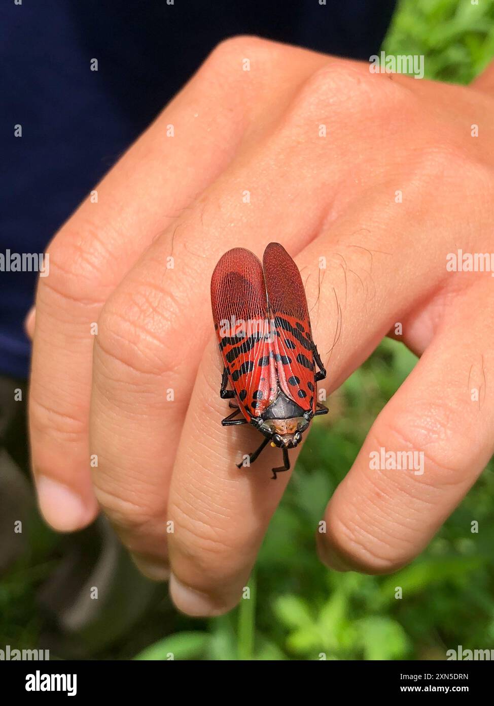 (Lycorma meliae) Insecta Stock Photo