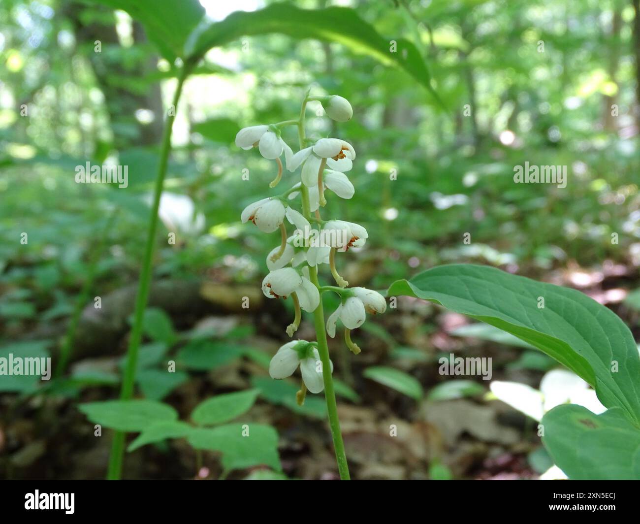 Pyrola elliptica hi-res stock photography and images - Alamy