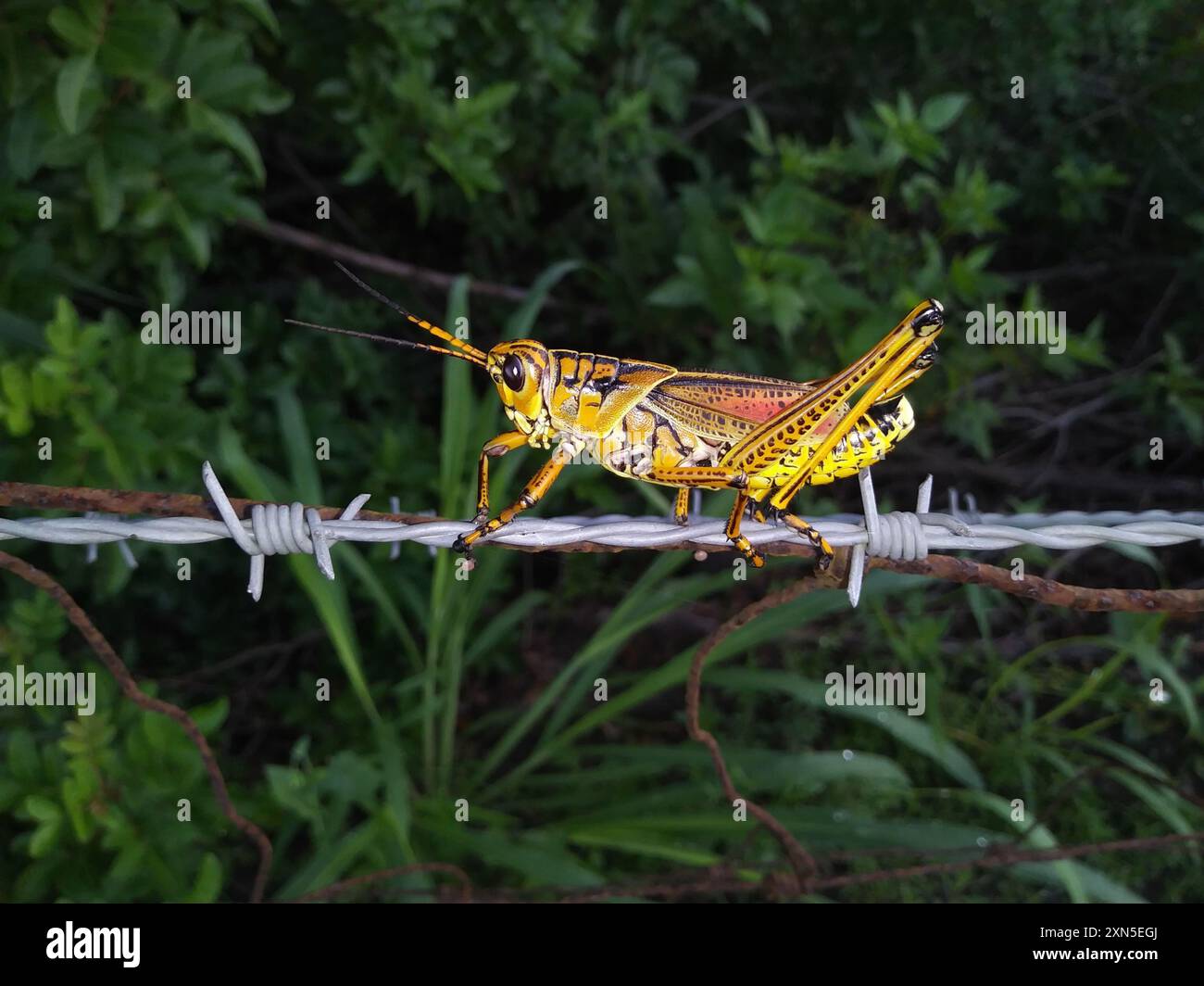 Eastern Lubber Grasshopper (Romalea microptera) Insecta Stock Photo - Alamy