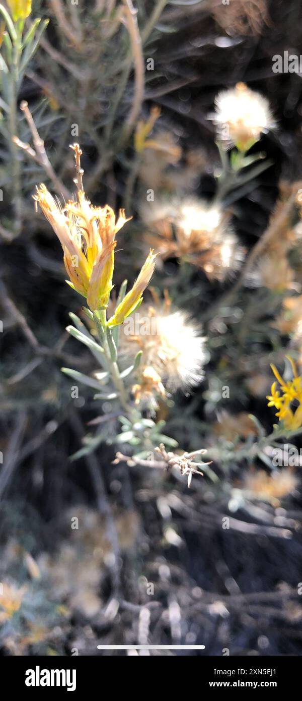 Rubber Rabbitbrush (Ericameria nauseosa) Plantae Stock Photo - Alamy