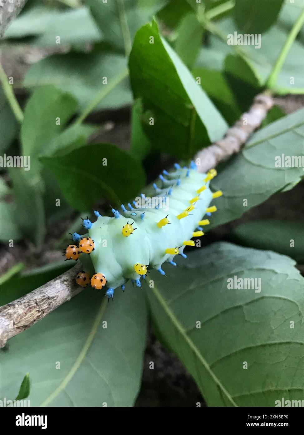 Cecropia Moth (Hyalophora cecropia) Insecta Stock Photo - Alamy