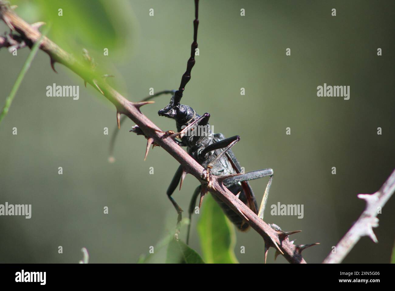 Capricorn Insect Great capricorn beetle (Cerambyx cerdo) Insecta Stock Photo - Alamy
