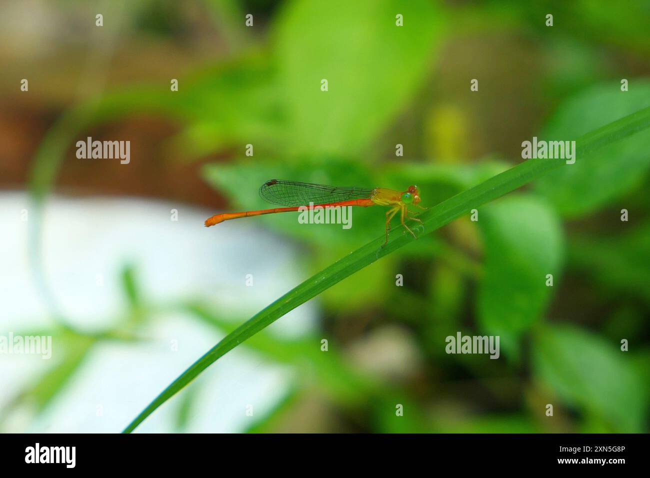 Orange-tailed Sprite (Ceriagrion auranticum ryukyuanum) Insecta Stock ...