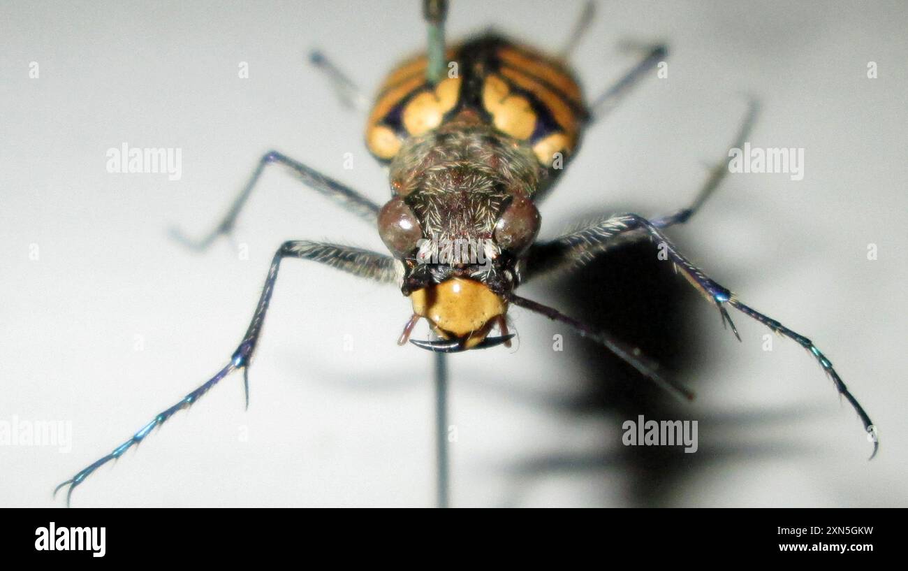 Royalbeetle Insect Royal tiger beetle hi-res stock photography and images - Alamy