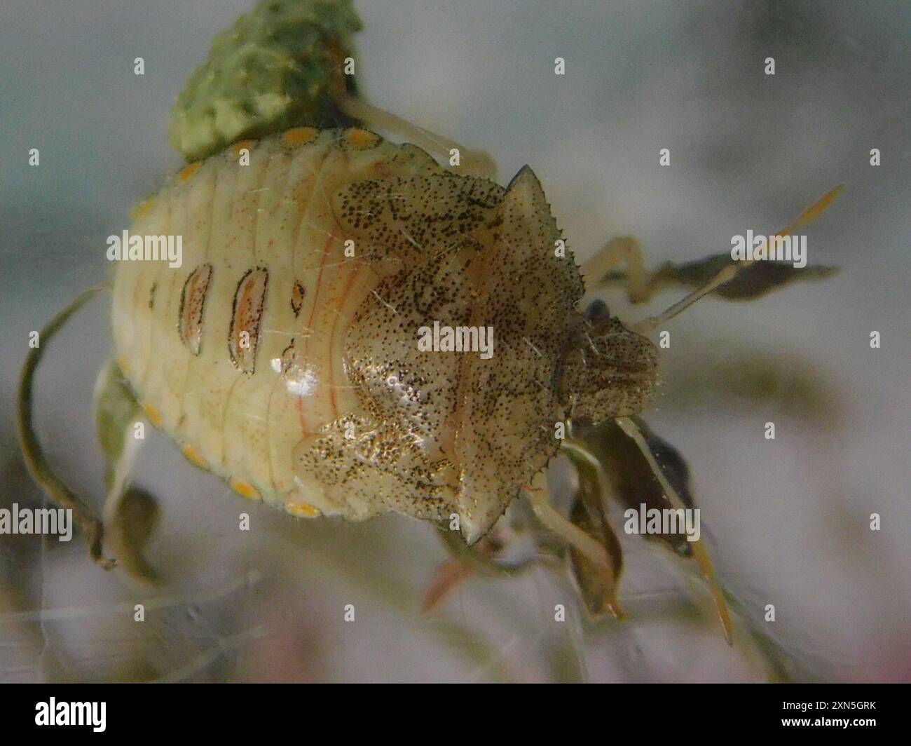Neotropical Red-shouldered Stink Bug (Thyanta perditor) Insecta Stock ...
