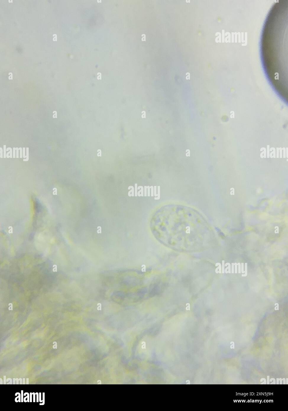 contorted pipe club (Macrotyphula contorta) Fungi Stock Photo - Alamy