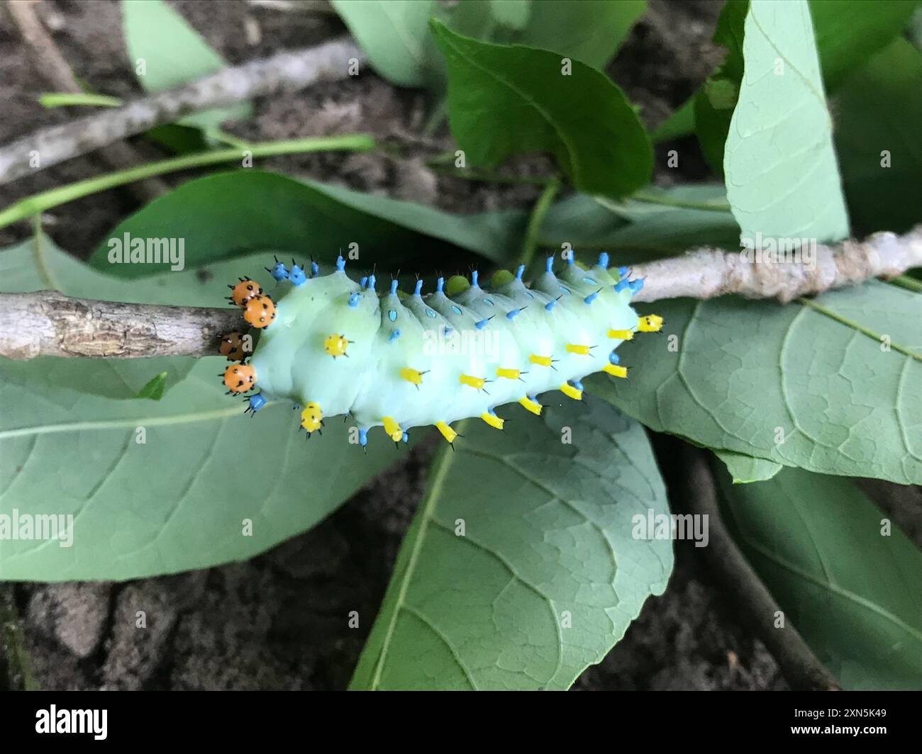 Cecropia Moth (Hyalophora cecropia) Insecta Stock Photo - Alamy
