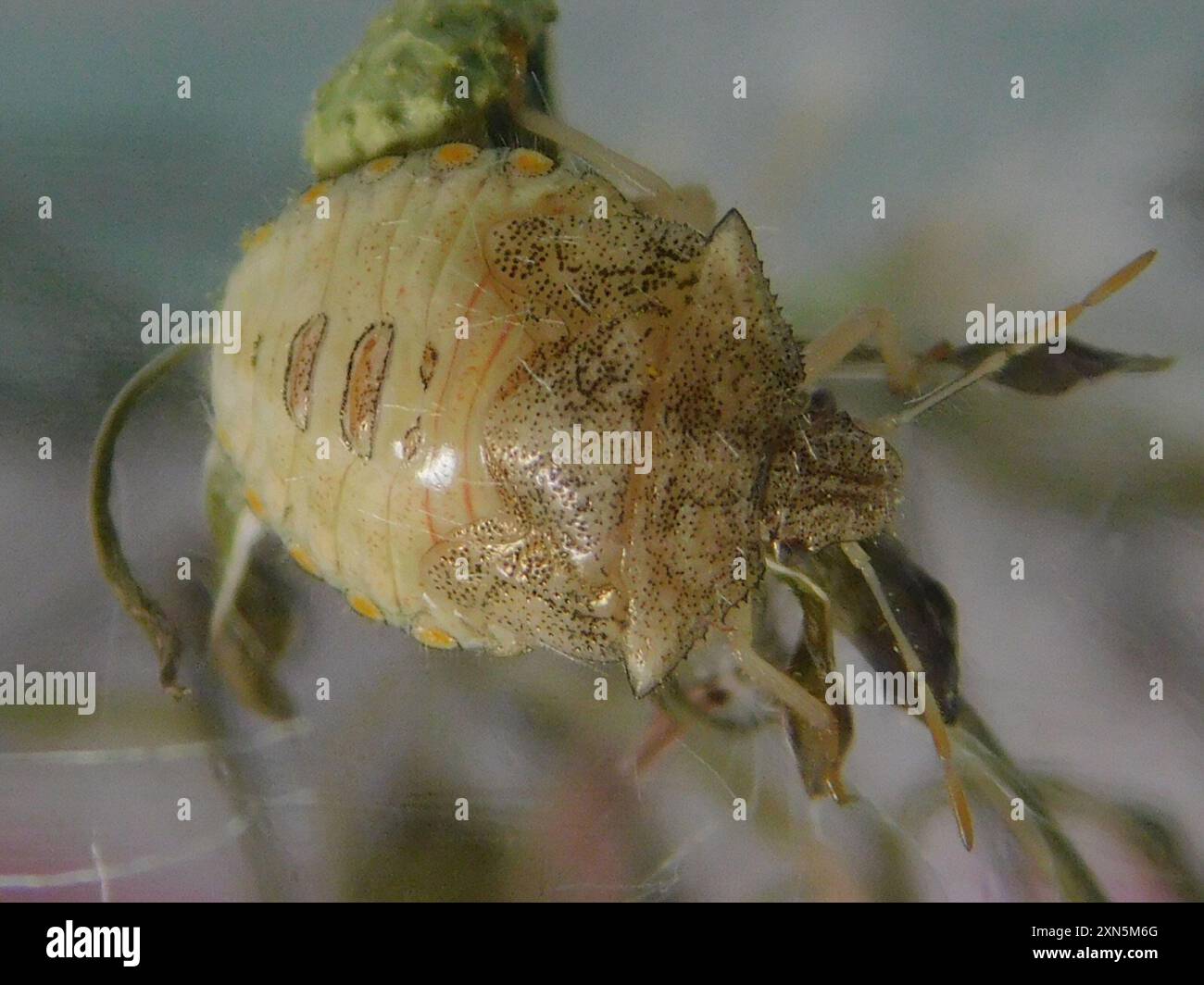 Neotropical Red-shouldered Stink Bug (Thyanta perditor) Insecta Stock ...
