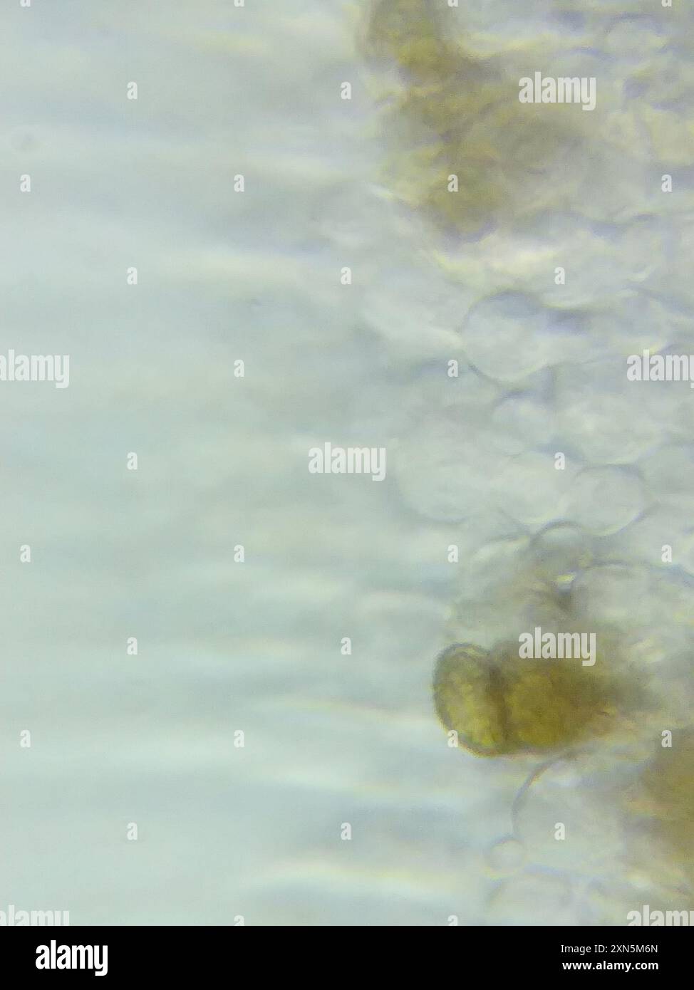 stocking webcap (Cortinarius torvus) Fungi Stock Photo - Alamy