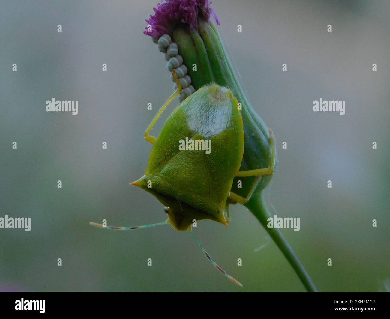 Neotropical Red-shouldered Stink Bug (Thyanta perditor) Insecta Stock ...