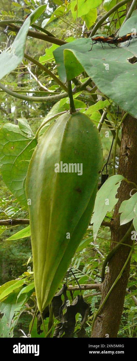 Anglepod (Gonolobus suberosus) Plantae Stock Photo - Alamy