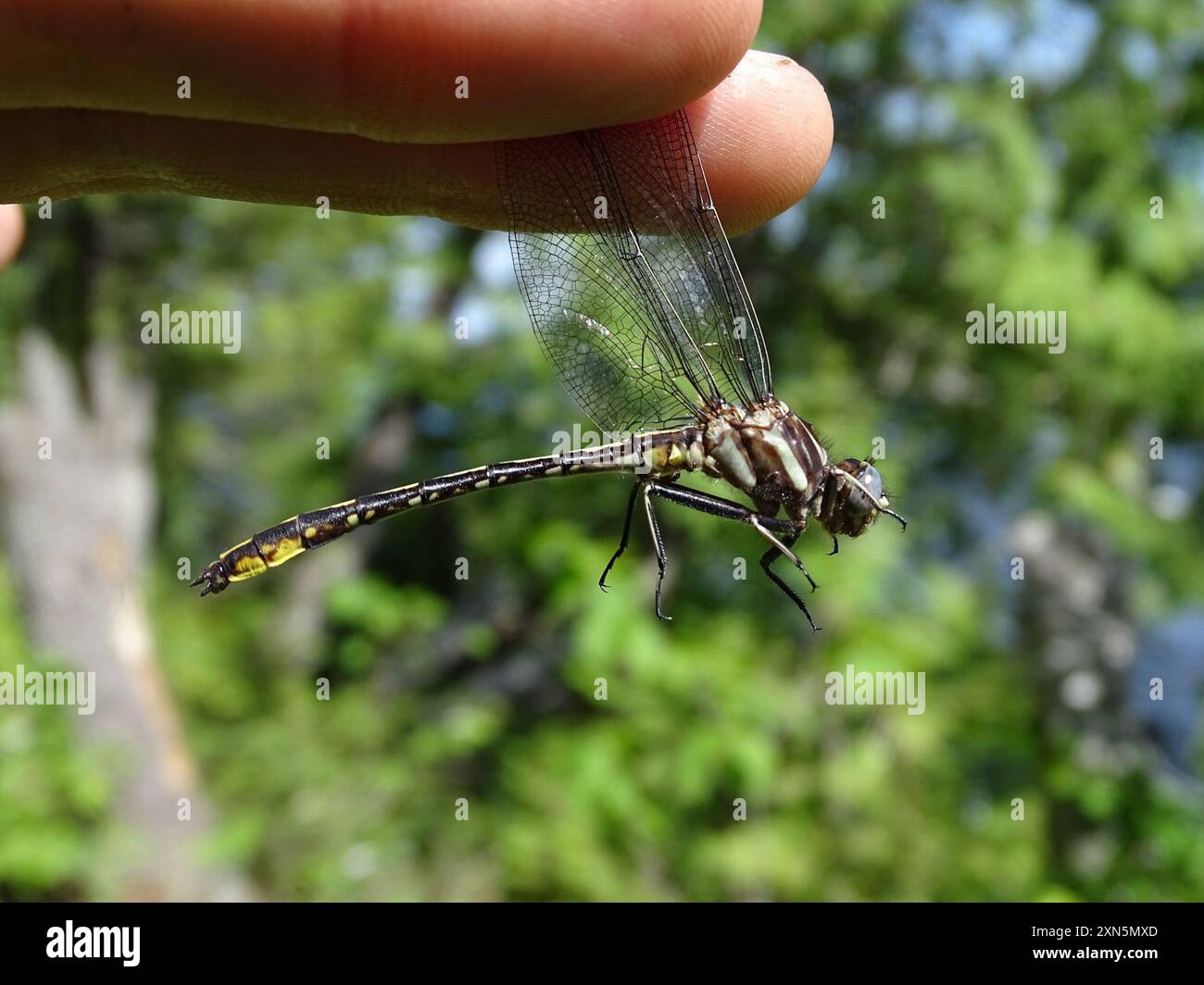 Lancet Clubtail (Phanogomphus exilis) Insecta Stock Photo - Alamy