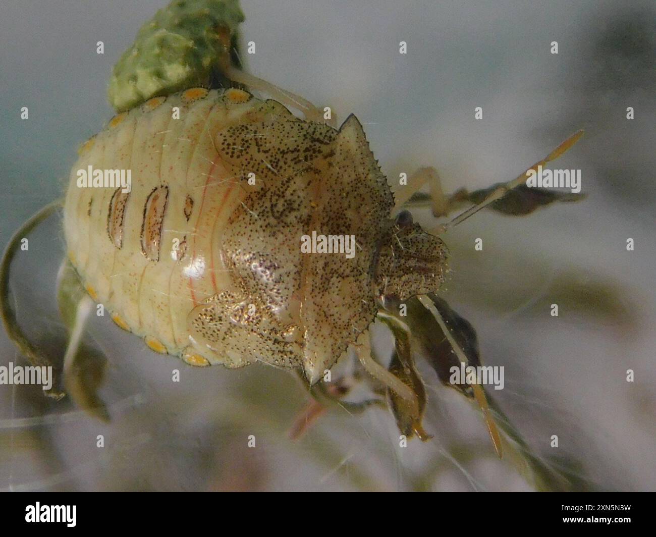 Neotropical Red-shouldered Stink Bug (Thyanta perditor) Insecta Stock ...