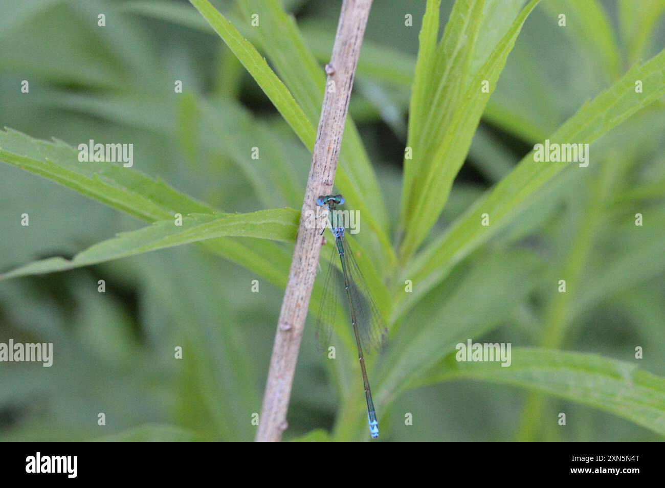 Sedge Sprite (Nehalennia irene) Insecta Stock Photo - Alamy