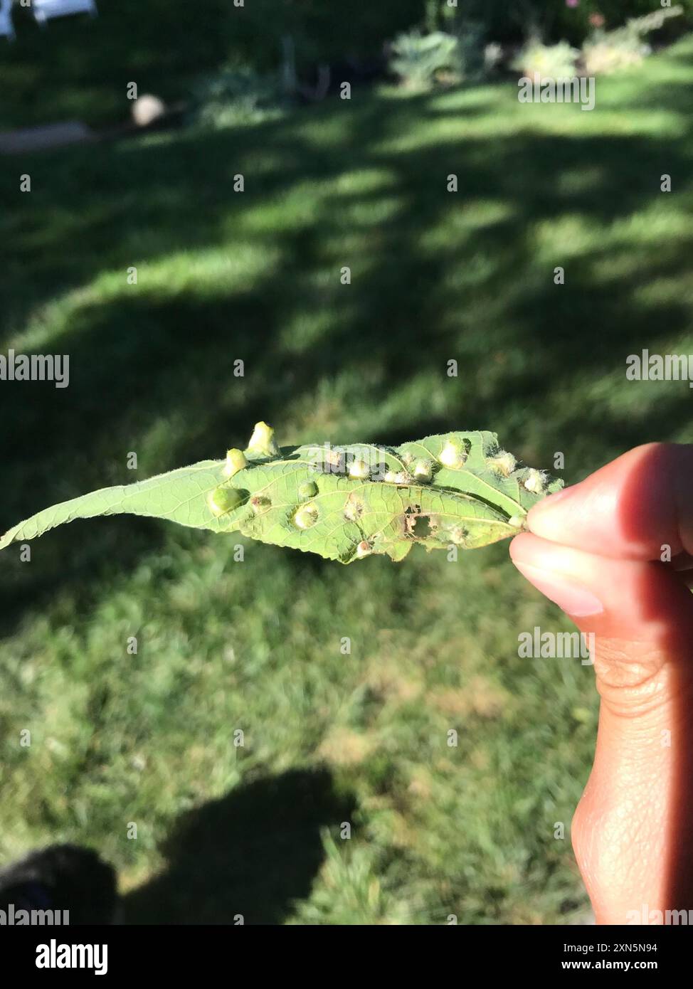 Hackberry Nipplegall Psyllid (Pachypsylla celtidismamma) Insecta Stock ...