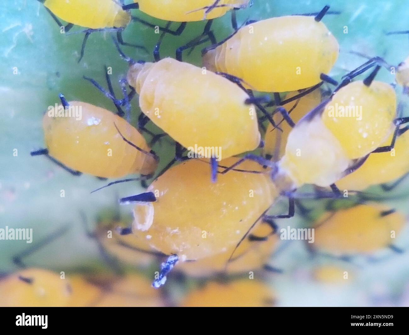 Oleander Insect Oleander Aphid (Aphis nerii) Insecta Stock Photo - Alamy