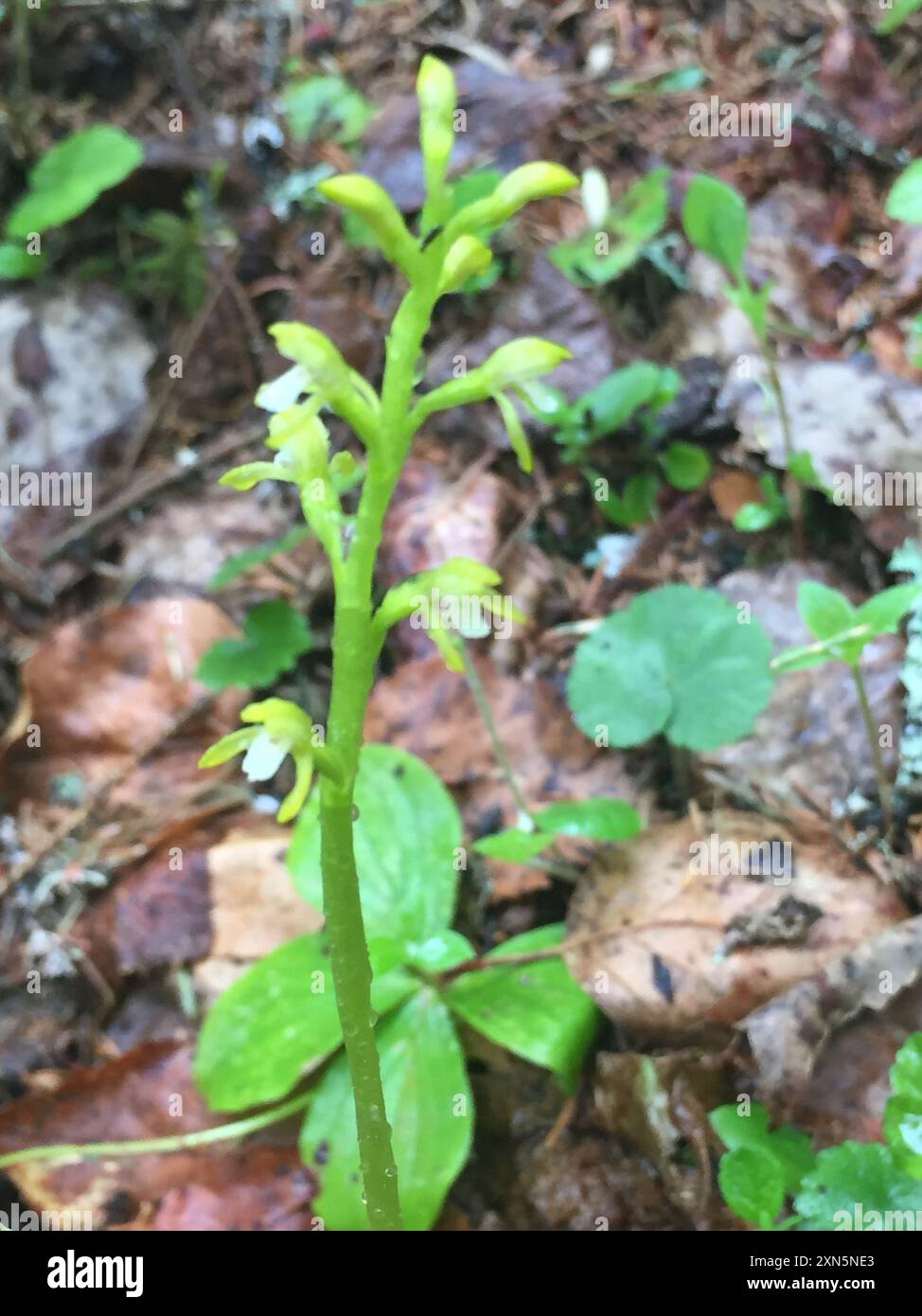 northern coralroot (Corallorhiza trifida) Plantae Stock Photo