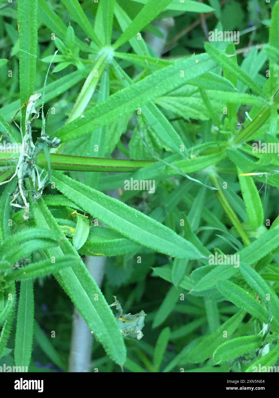catchweed bedstraw (Galium aparine) Plantae Stock Photo - Alamy