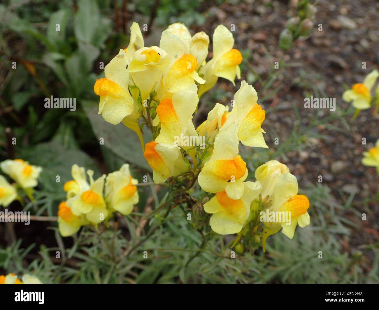 Toad Fls common toadflax (Linaria vulgaris) Plantae Stock Photo - Alamy