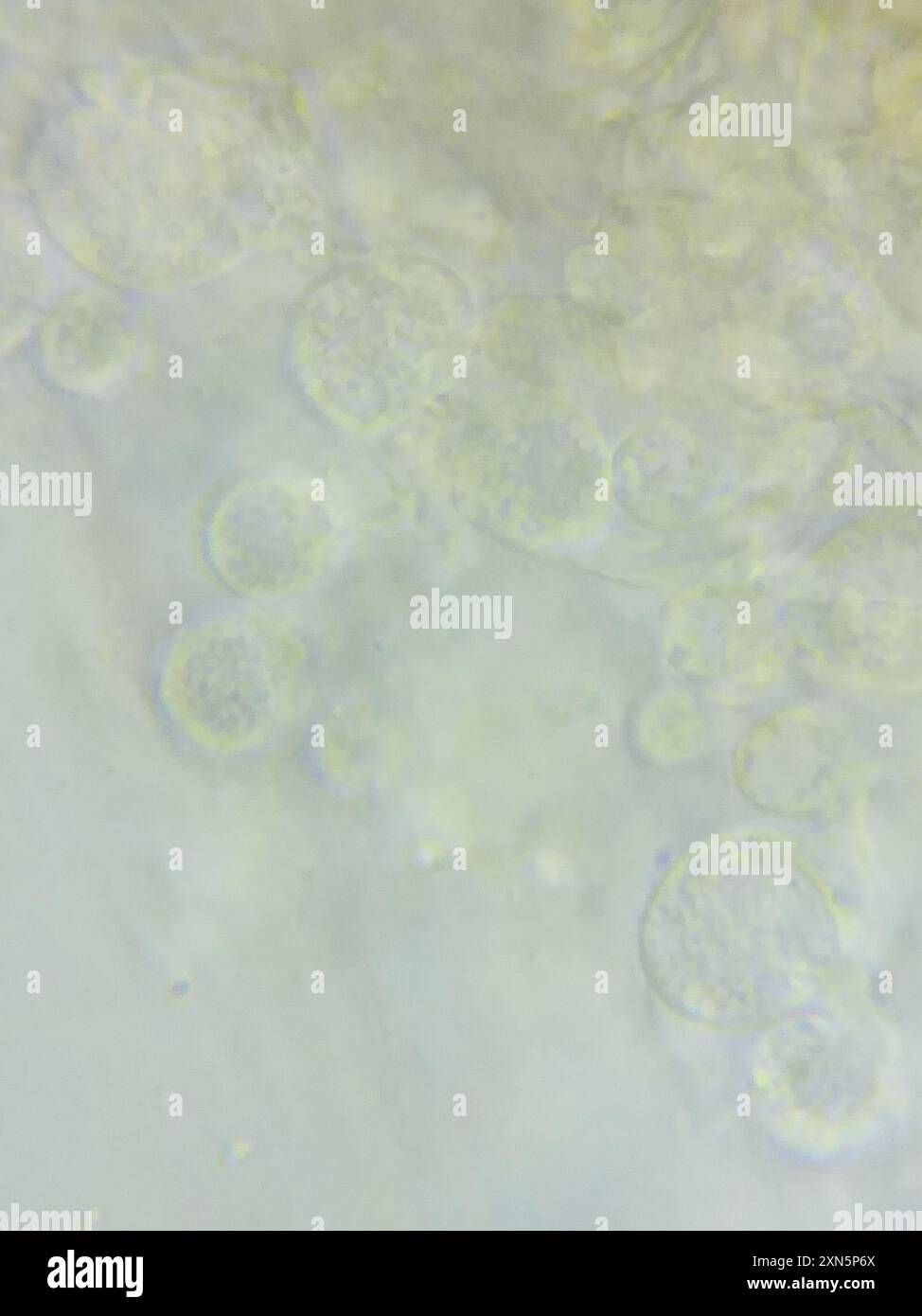 contorted pipe club (Macrotyphula contorta) Fungi Stock Photo - Alamy