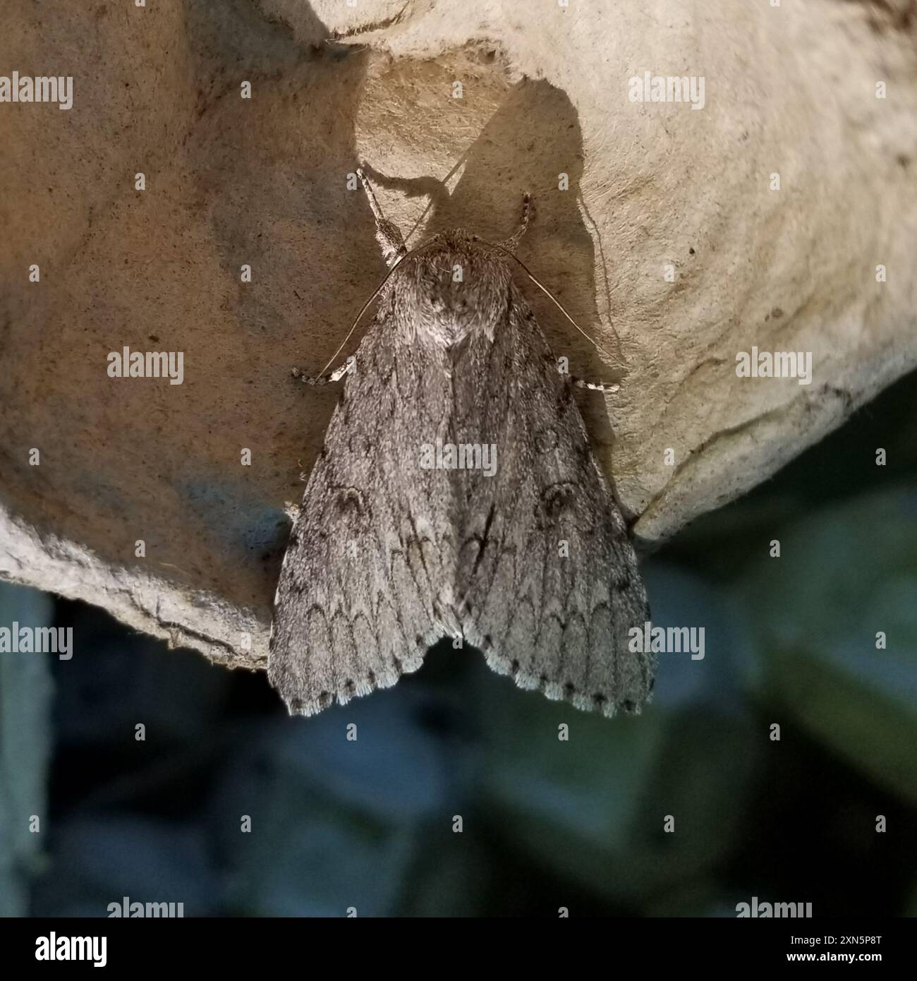 American Dagger (Acronicta americana) Insecta Stock Photo - Alamy