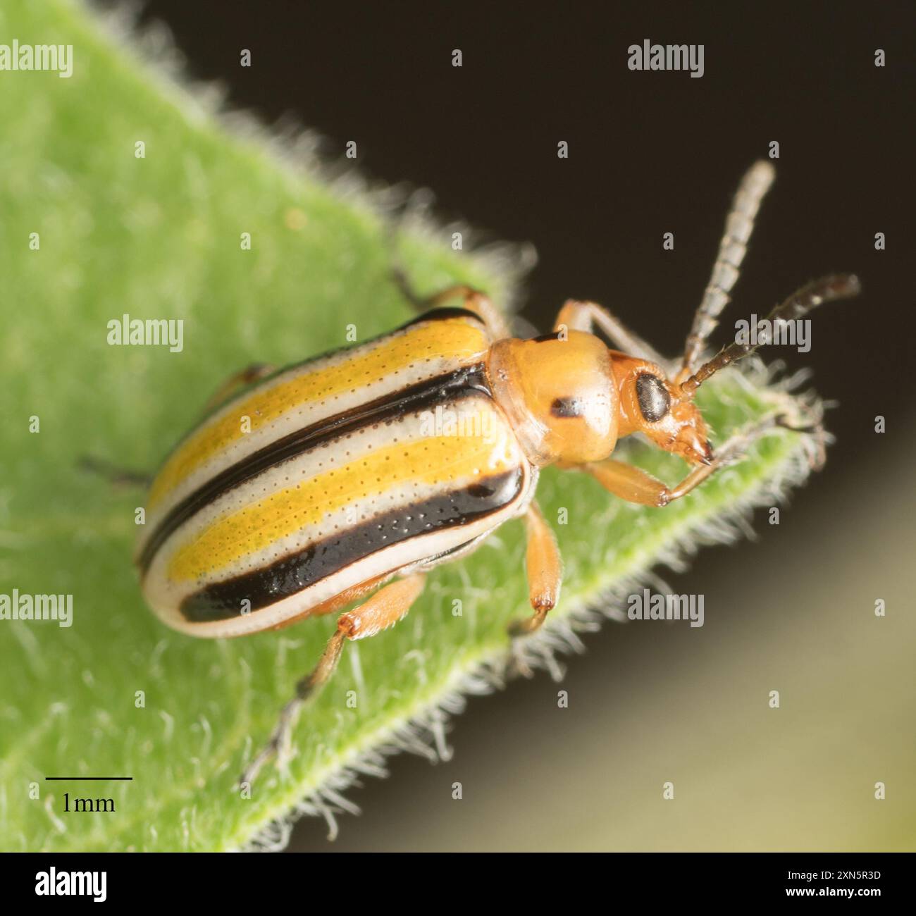 Three-lined Potato Beetle (Lema daturaphila) Insecta Stock Photo - Alamy
