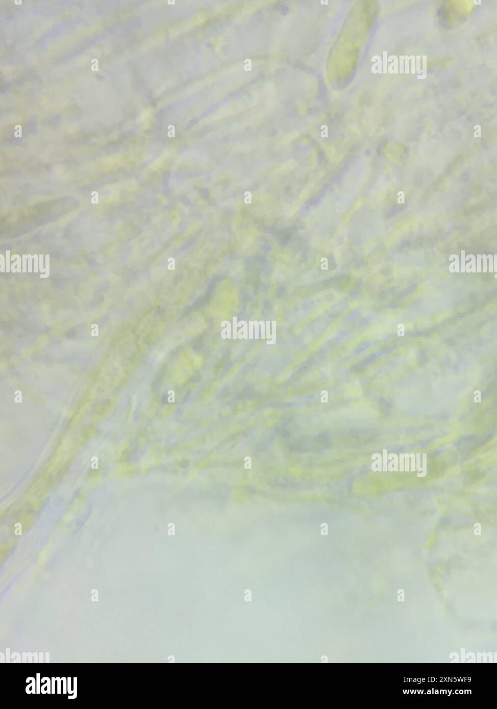 contorted pipe club (Macrotyphula contorta) Fungi Stock Photo - Alamy