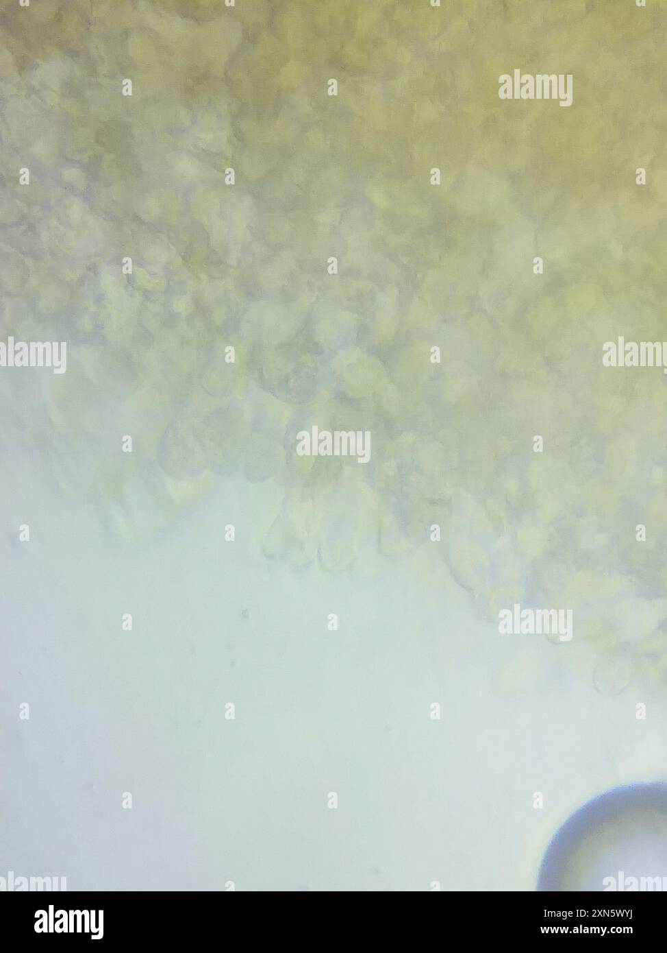 contorted pipe club (Macrotyphula contorta) Fungi Stock Photo - Alamy