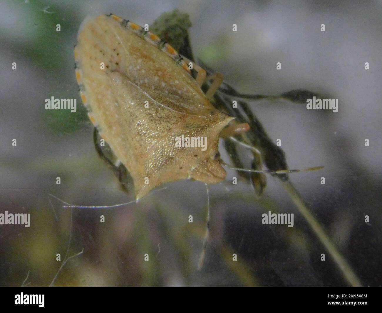 Neotropical Red-shouldered Stink Bug (Thyanta perditor) Insecta Stock ...
