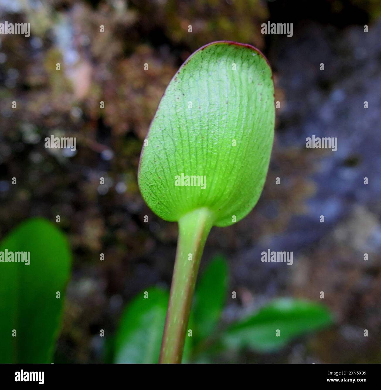 butterspoon tree (Cunonia capensis) Plantae Stock Photo - Alamy