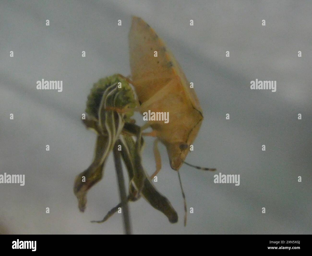 Neotropical Red-shouldered Stink Bug (Thyanta perditor) Insecta Stock ...