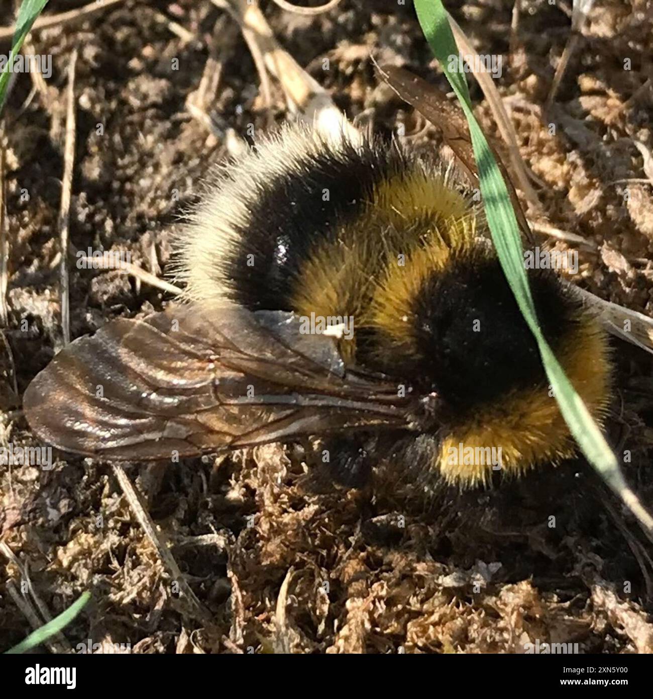 Bumble Bees (Bombus) Insecta Stock Photo - Alamy