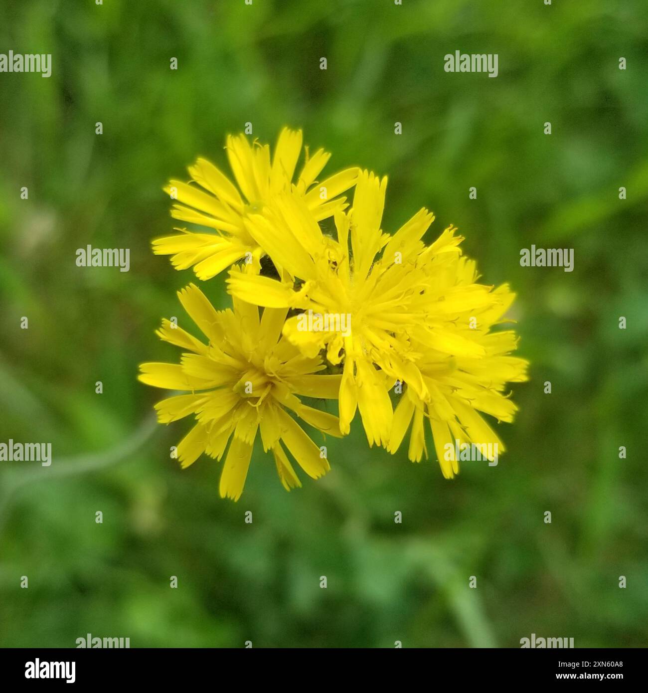 meadow hawkweed (Pilosella caespitosa) Plantae Stock Photo