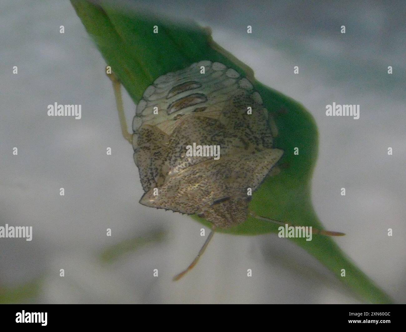 Neotropical Red-shouldered Stink Bug (Thyanta perditor) Insecta Stock ...