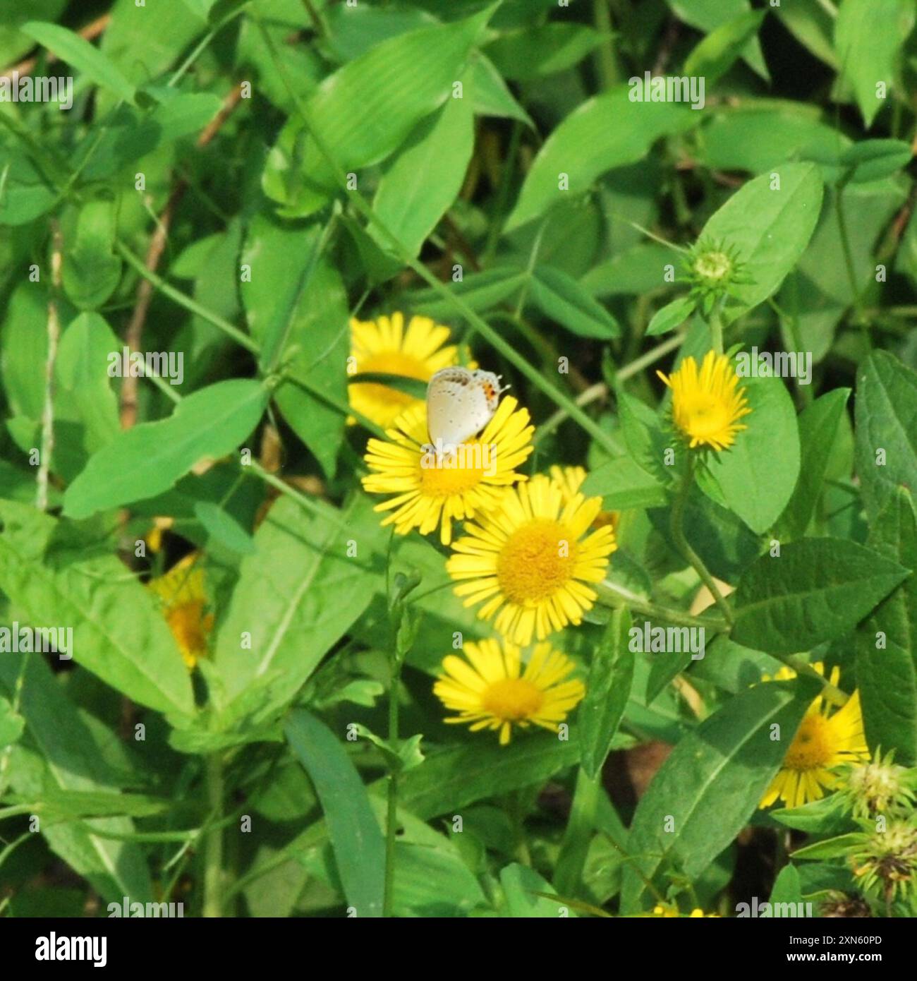 Short-tailed Blue (Cupido argiades) Insecta Stock Photo - Alamy