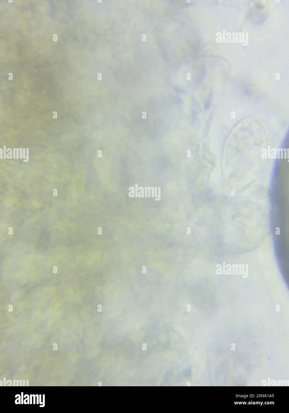 contorted pipe club (Macrotyphula contorta) Fungi Stock Photo - Alamy