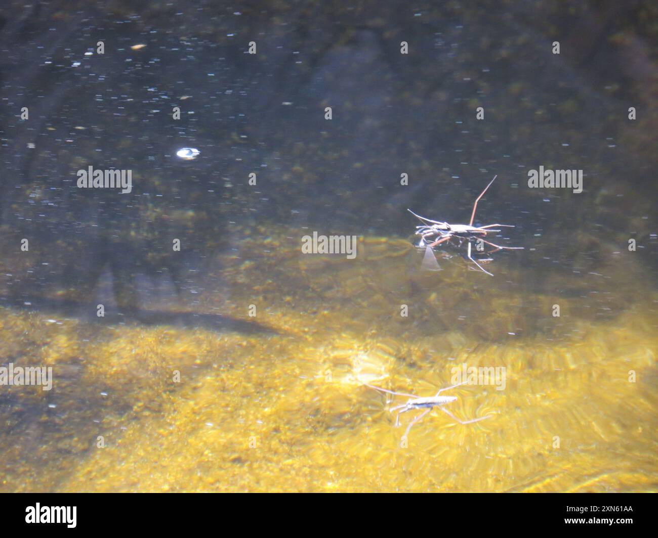 North American Common Water Strider (Aquarius remigis) Insecta Stock ...