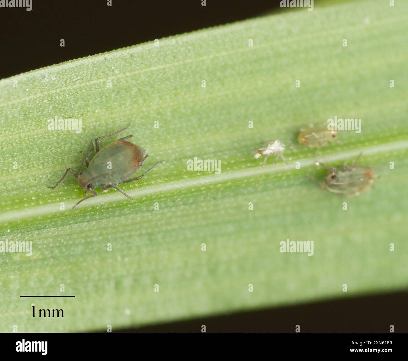 Bird cherry oat aphid hi-res stock photography and images - Alamy