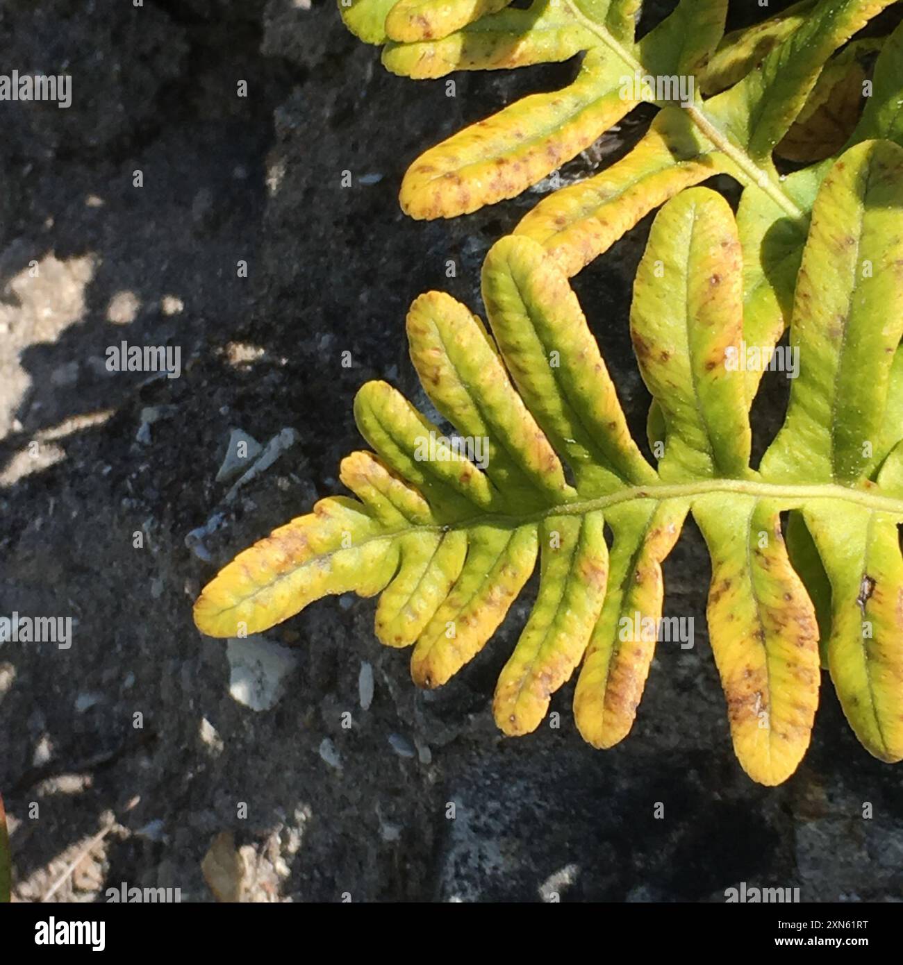 polypody ferns (Polypodium) Plantae Stock Photo - Alamy