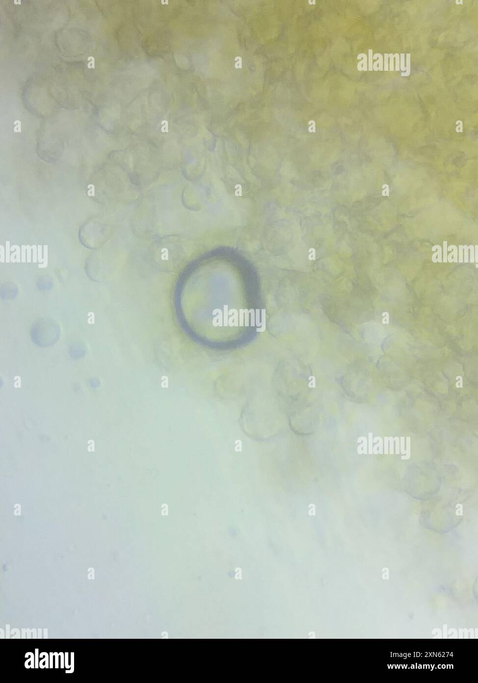 contorted pipe club (Macrotyphula contorta) Fungi Stock Photo - Alamy