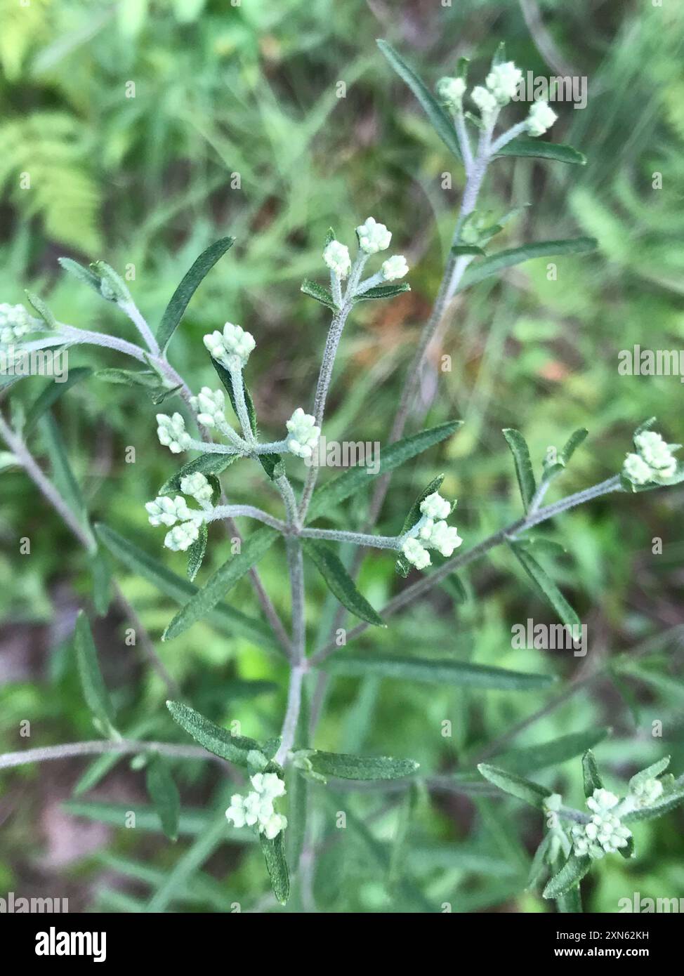 Torrey s Eupatorium Eupatorium Torreyanum Plantae Stock Photo Alamy torrey-s-eupatorium-eupatorium-torreyanum-plantae-stock-photo-alamy